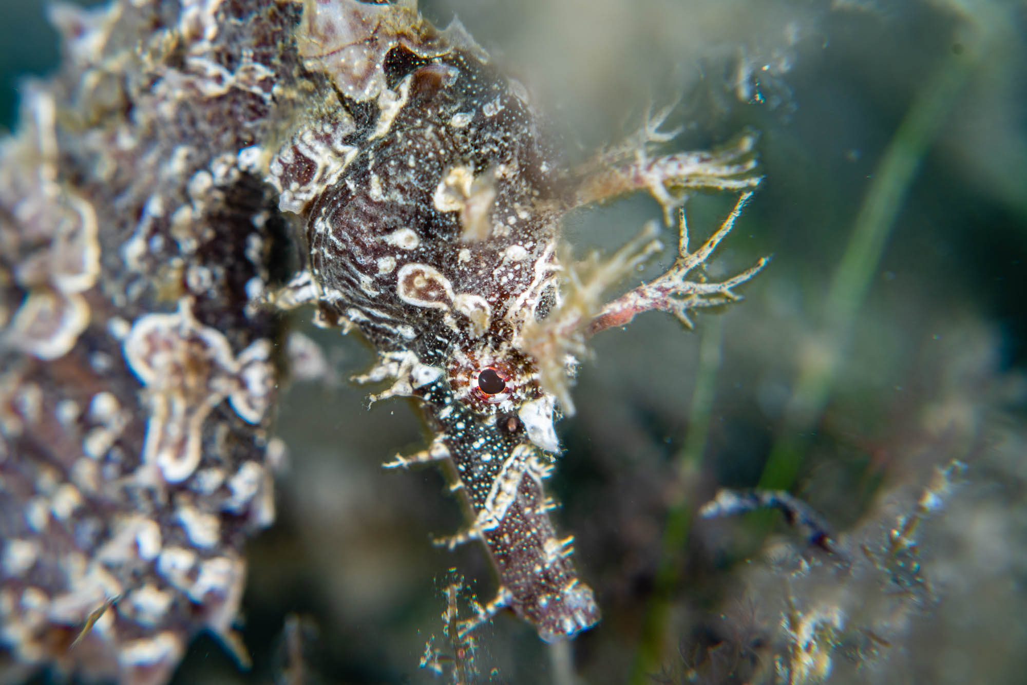 The image shows a camouflaged marine creature, likely a seahorse or pipefish, amidst underwater vegetation, displaying intricate patterns and muted colors for disguise.