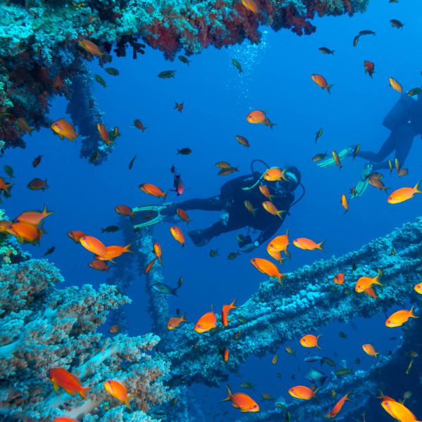 Two scuba divers are underwater exploring a coral reef teeming with orange fish. Blue ocean water surrounds the vibrant marine life.