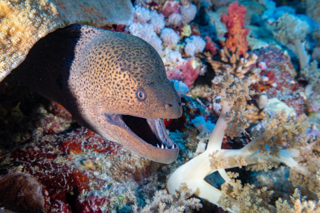 A spotted moray eel emerges from a rocky reef surrounded by colorful coral. Its mouth is open, revealing sharp teeth, set against a blue ocean background.