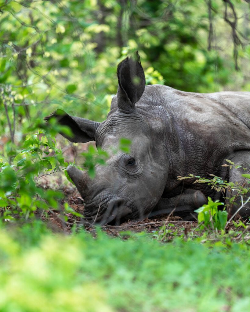 Baby white rhino Zambia Africa. Favorite Photos of 2022.