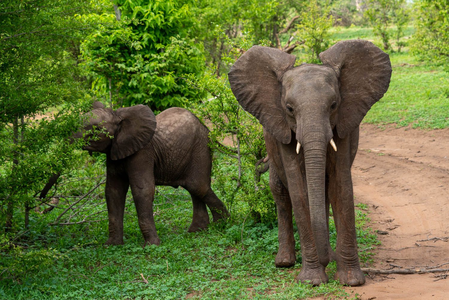 Two elephants are standing amidst green foliage; one facing the camera with ears spread wide and another facing away on a dirt path.