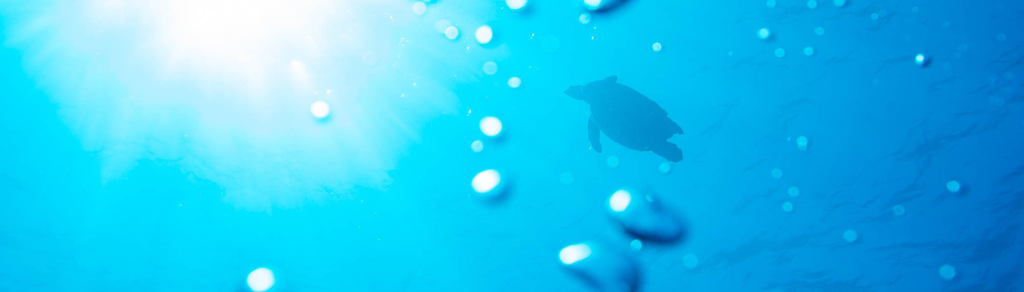 The image features a serene underwater scene with bubbles and a single turtle silhouette against a vibrant blue backdrop, with sunlight penetrating the ocean surface.