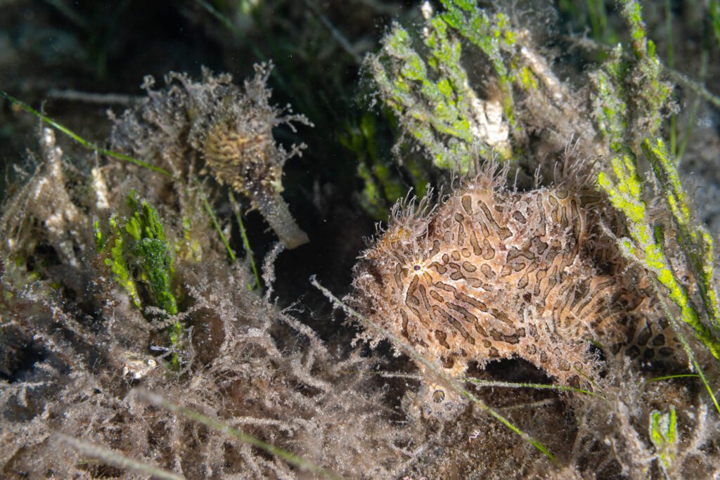 Hairy Frogfish in West Palm Beach Florida. 