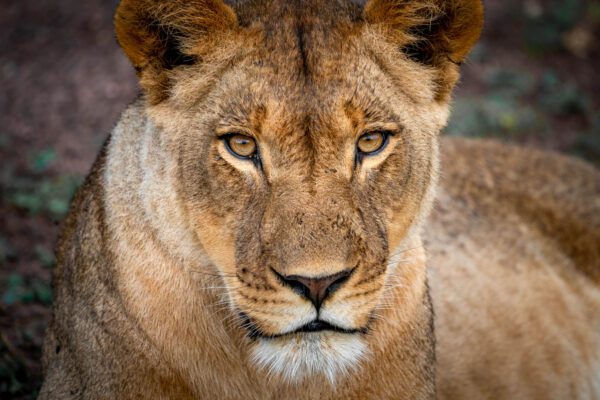 A young lion with piercing eyes and a calm demeanor is gazing directly at the camera against a blurred natural background, displaying its earthy toned fur.