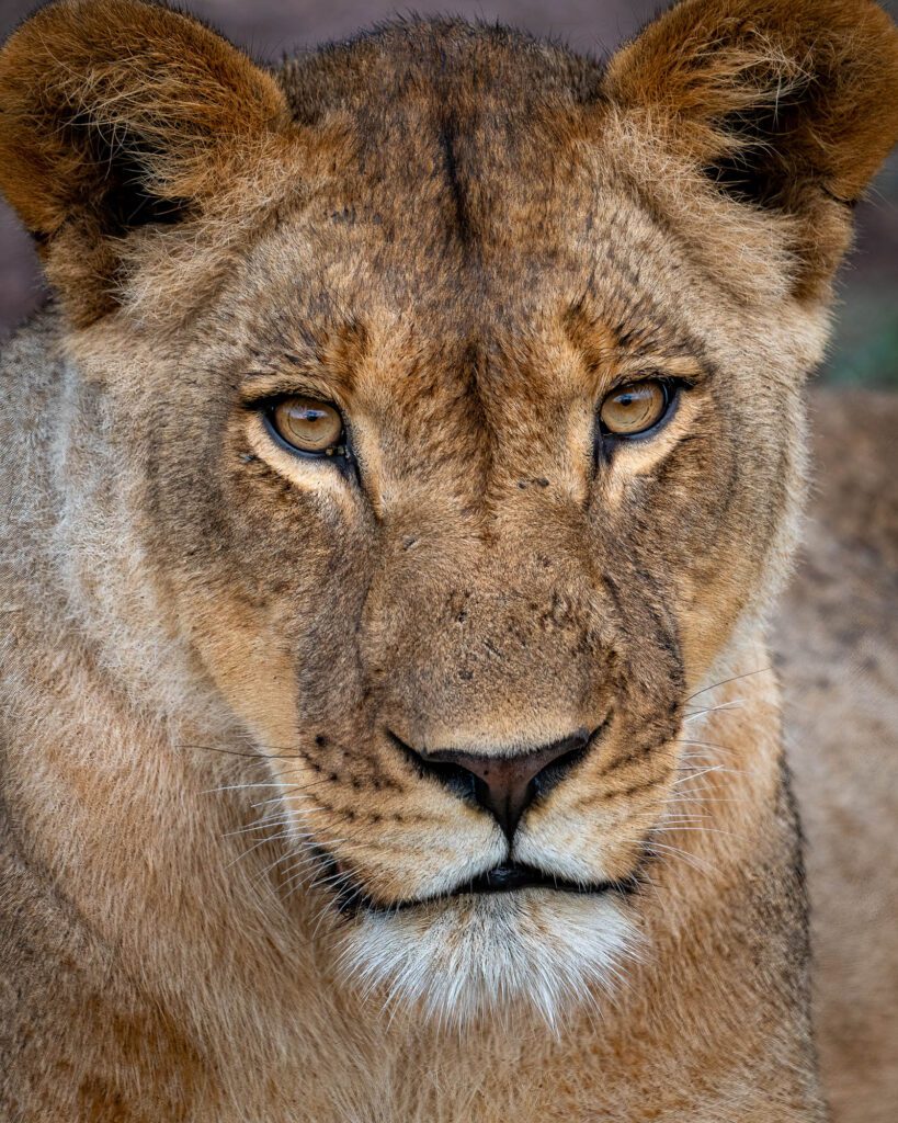 Animal Photo of the Year: Lioness in Chobe National Park, Botswana. Favorite Photos of 2022.