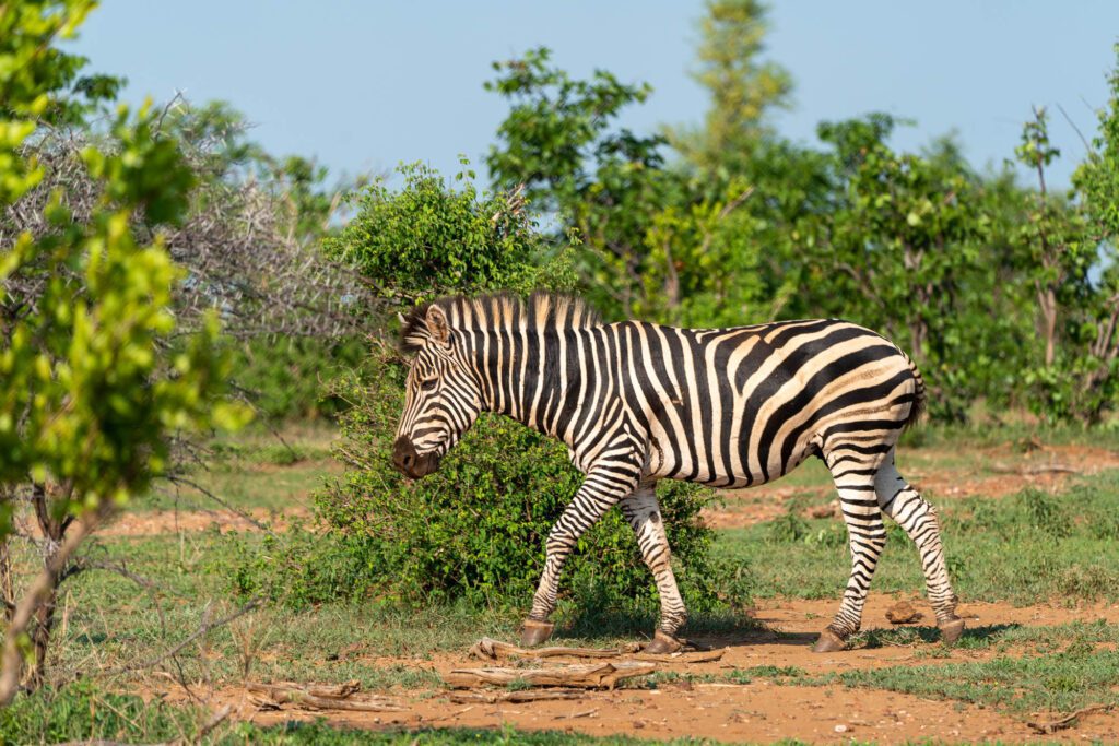 A zebra is standing on a dusty path amid green shrubbery under a clear sky. Its black and white stripes are prominent in the sunlight.