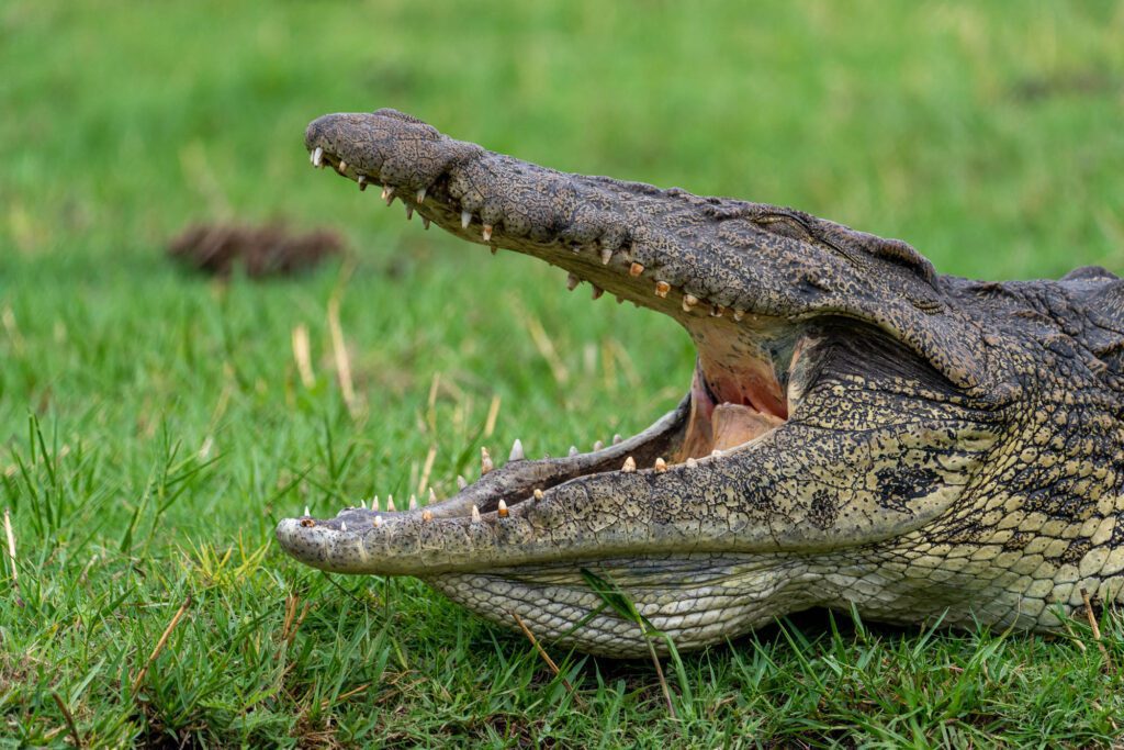 The image shows a close-up of a crocodile's head with its jaws wide open, revealing sharp teeth, against a backdrop of green grass.
