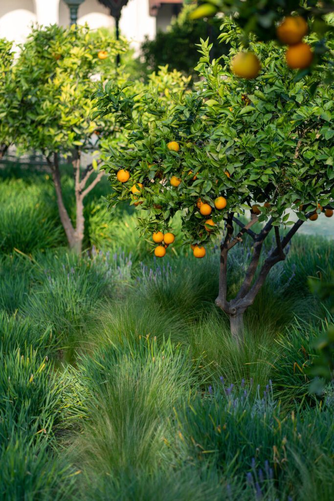 The image features two orange trees with ripe fruit set amidst lush, green ornamental grass and hints of purple lavender, in a serene garden setting.