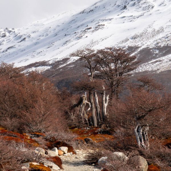 A rocky path meanders through a forest with autumn colors against a backdrop of snow-capped mountains under a cloudy sky.