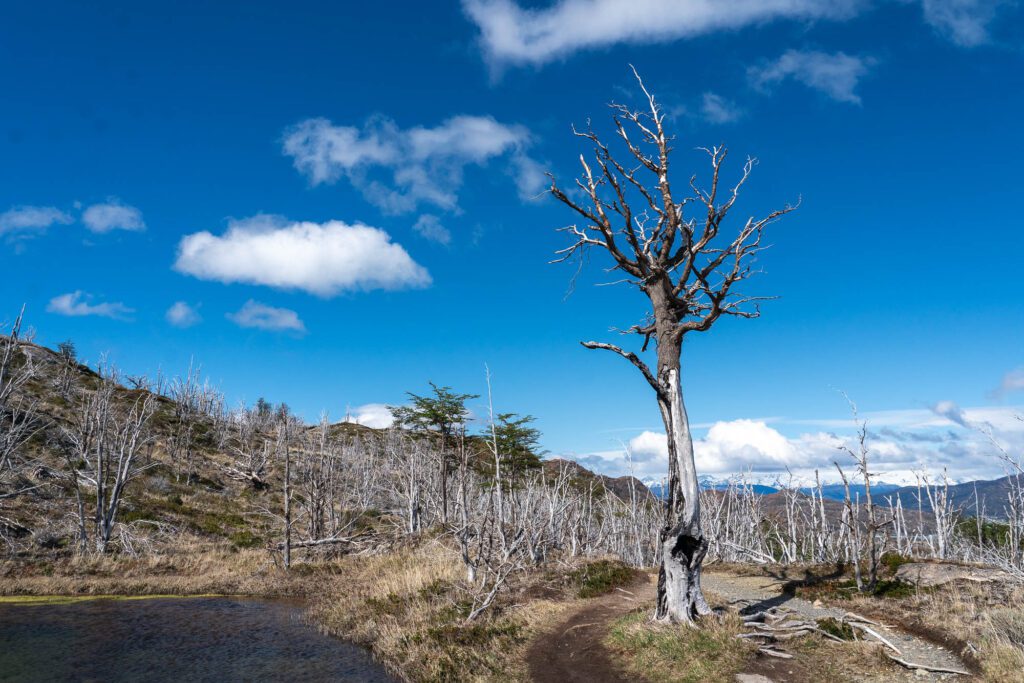 A lone, dead tree stands prominently amid a landscape of leafless trees against a bright blue sky dotted with clouds. A dirt path meanders beside it.