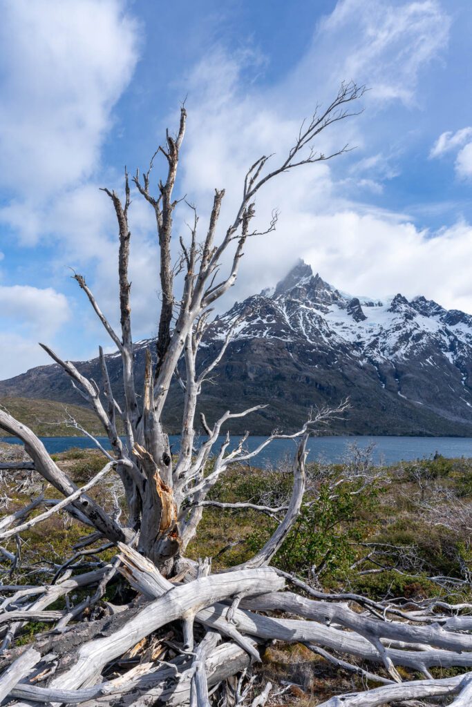 A weathered dead tree stands in the foreground against a backdrop of rugged snow-capped mountains, a lake, and a partly cloudy sky.