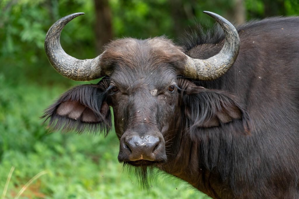 A close-up of an African buffalo with curved horns and dark fur, standing against a blurred green natural background, looking directly at the camera.