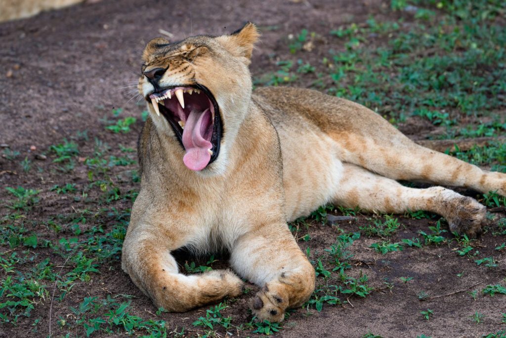 A lion is lying down on grassy ground, mouth wide open in a yawning or roaring gesture, showcasing its teeth and tongue with closed eyes.
