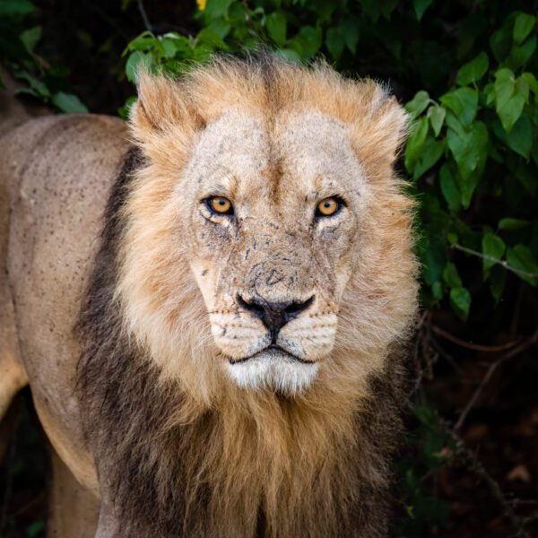 A lion with a focused gaze is photographed up-close against a green leafy background. Its face is detailed, showing a calm yet intense expression.