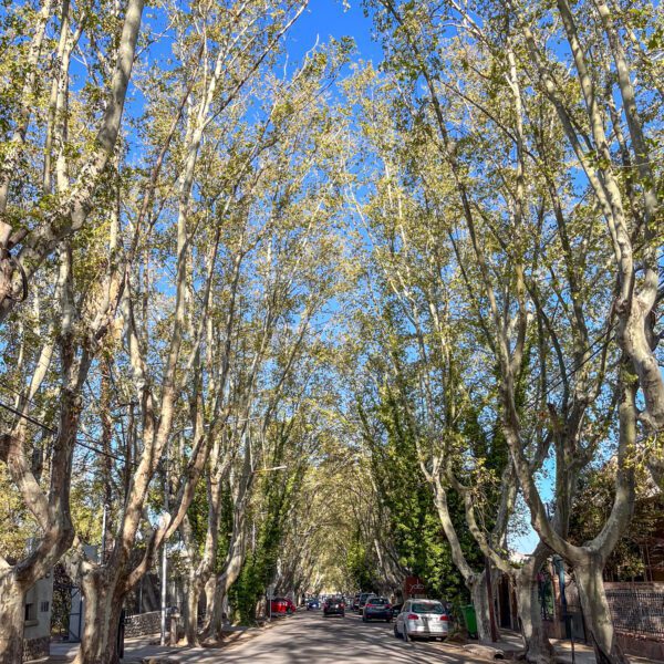 Tree-lined street with tall, arching branches creating a natural tunnel. Parked cars and a few pedestrians along the tranquil, sunlit road.