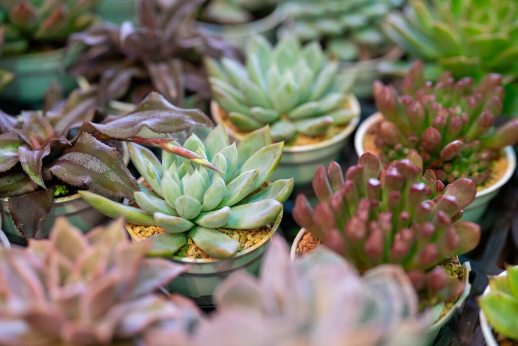 A collection of various colorful succulents, each in a small pot, neatly arranged, highlighting a mix of green, red, and purple tones.